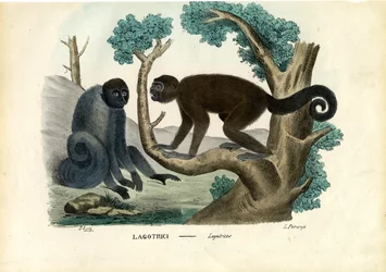 Woolly Monkey, 1863-79